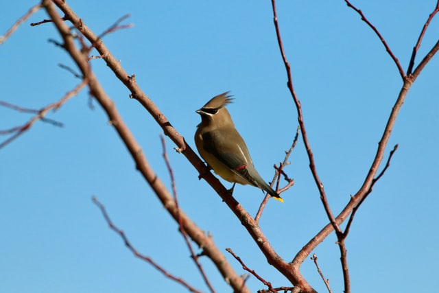 Waxwing