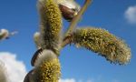 Pussy Willow
