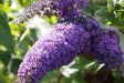 Buddleia