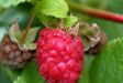 Raspberry