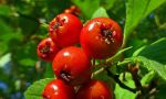 Hawthorn