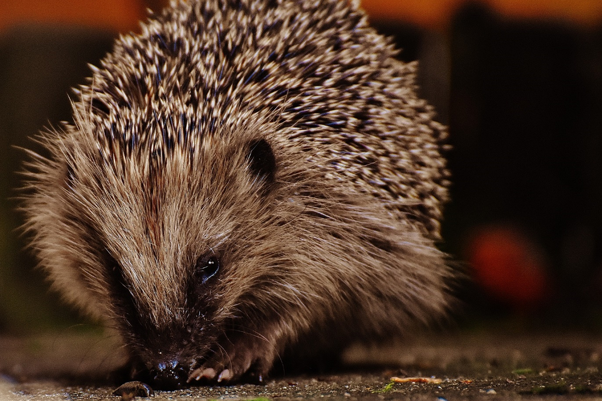 Hedgehog at night