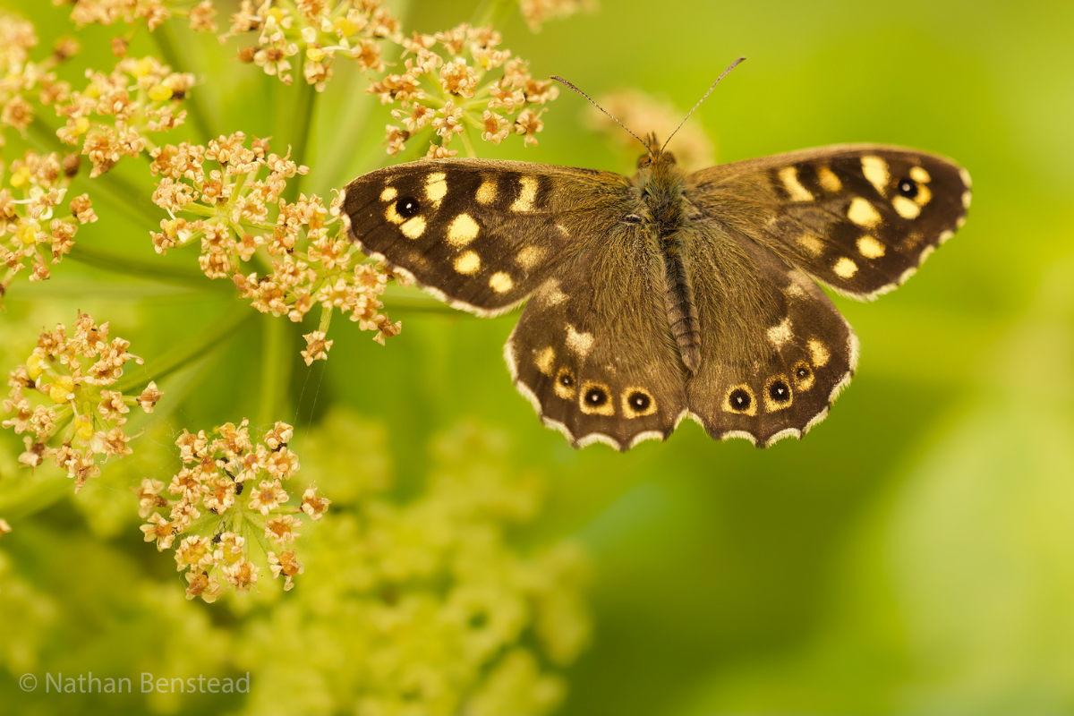 A brown speckled butterfly resting on spring flowers.