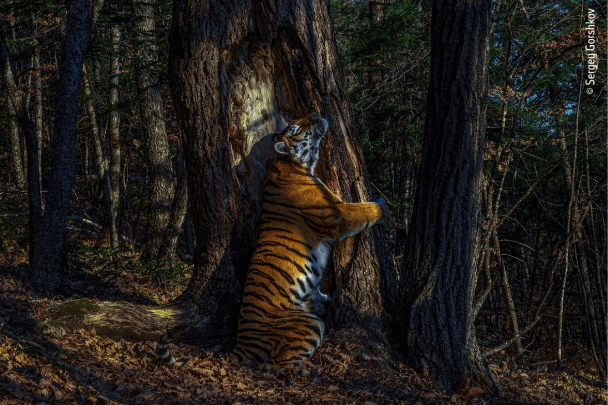Tiger hugging a tree