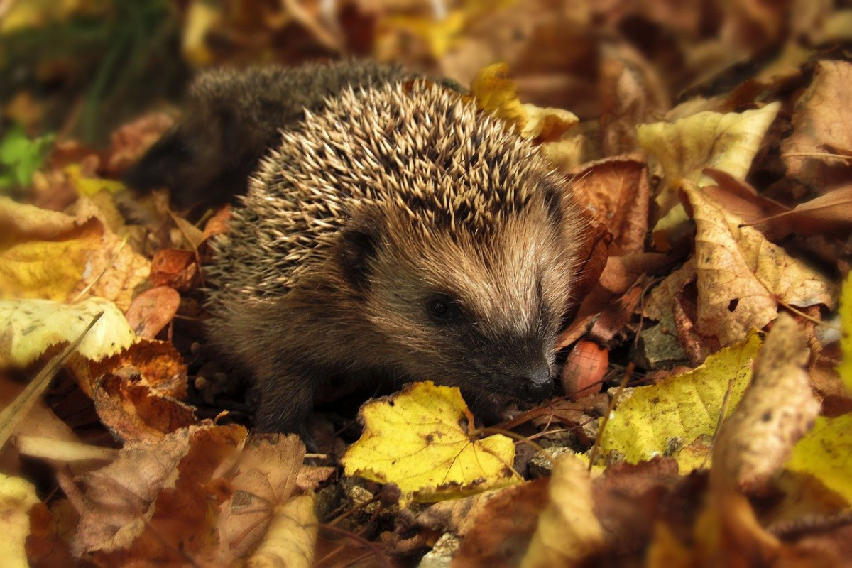 Hedgehog in leaves