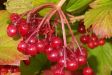 Guelder rose