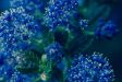 Ceanothus