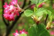 Flowering Currant