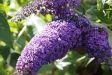 Buddleia