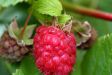 Raspberry