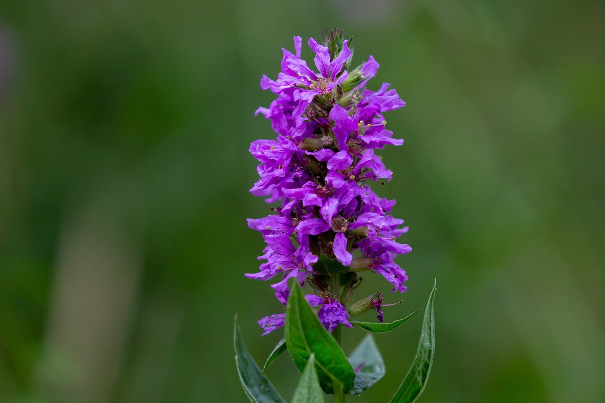 A purple lythrum flower